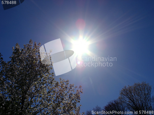 Image of Spring Radiance
