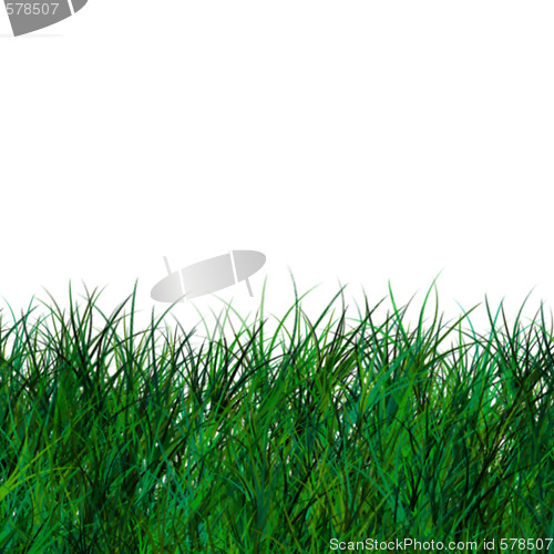 Image of Isolated Green Grass