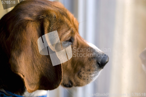 Image of beagle at the window