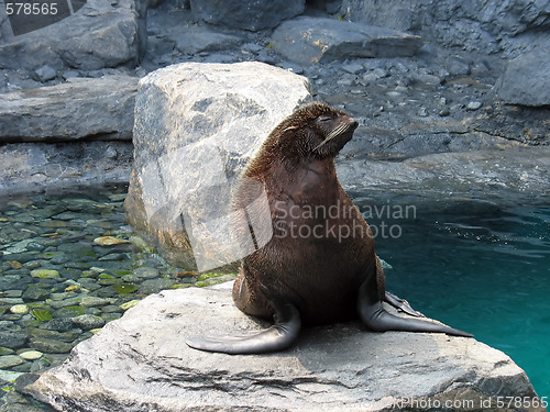 Image of hairy sea lion