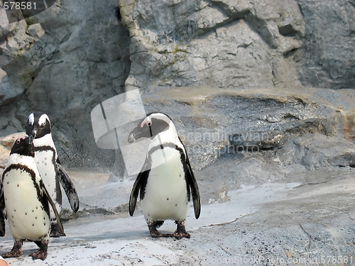 Image of 3 cute penguins