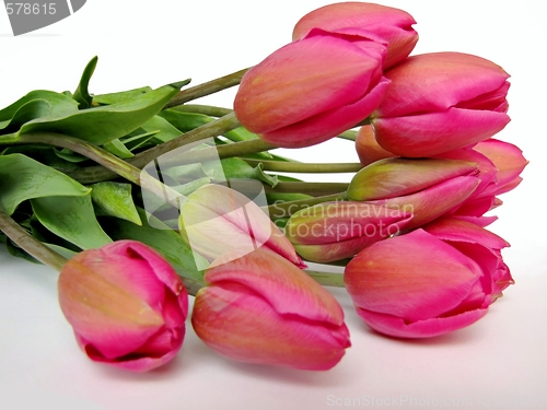 Image of tulips