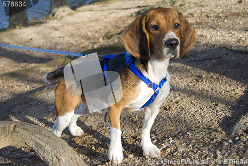 Image of alert beagle