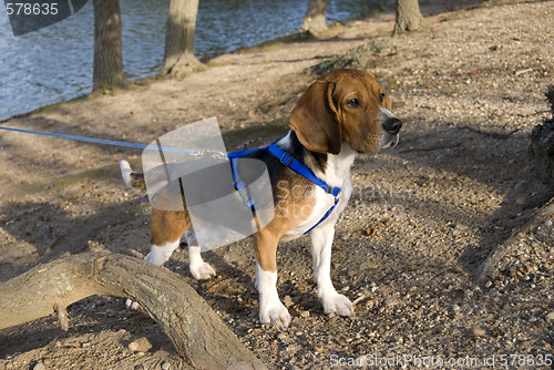Image of alert beagle