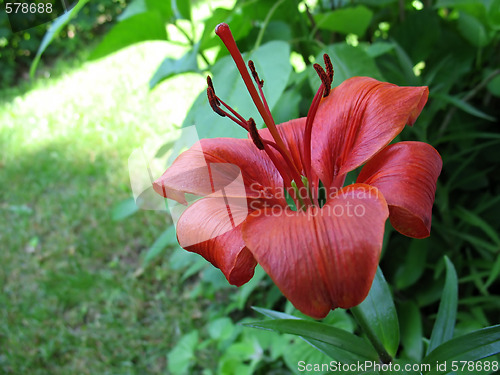 Image of red lily 