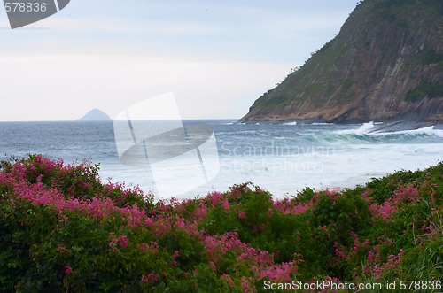 Image of Pink sand bank vegetation in Itacoatiara beach