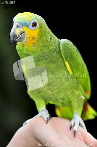 Image of Yellow-shouldered Amazon parrot