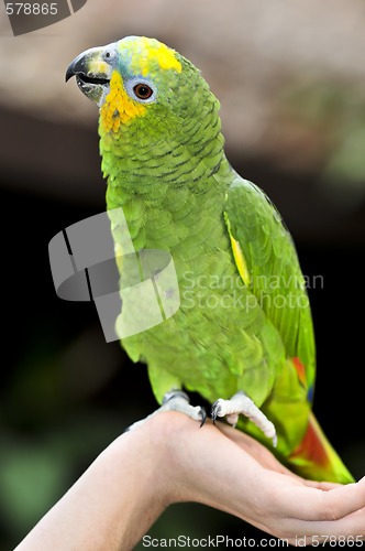 Image of Yellow-shouldered Amazon parrot