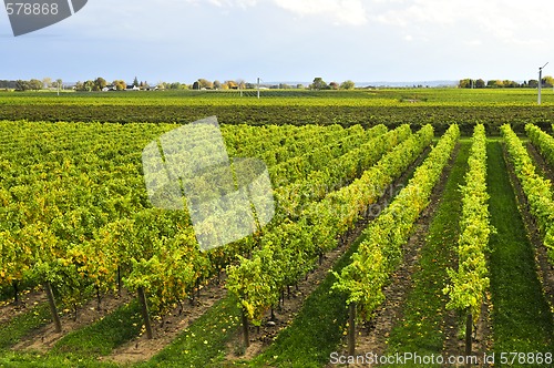 Image of Vineyard
