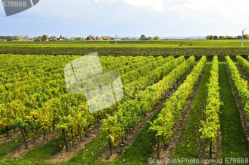 Image of Vineyard