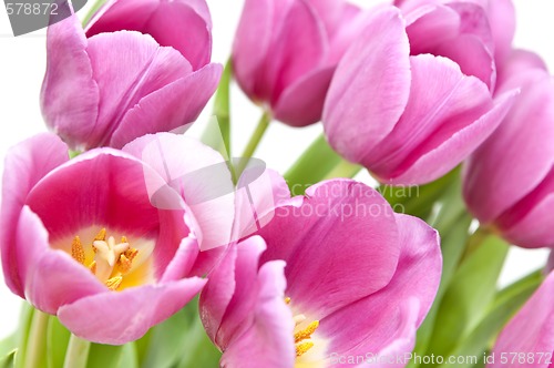 Image of Pink tulips