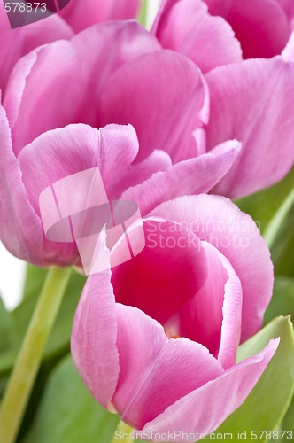 Image of Pink tulips