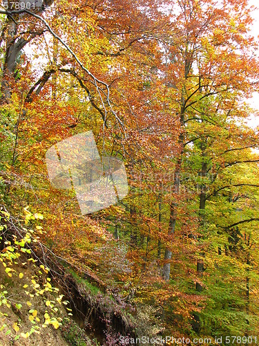Image of colors of fall