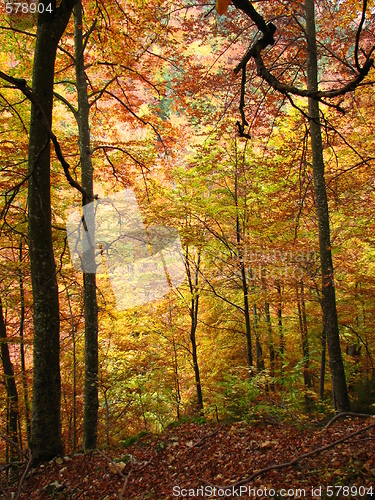 Image of colors of fall