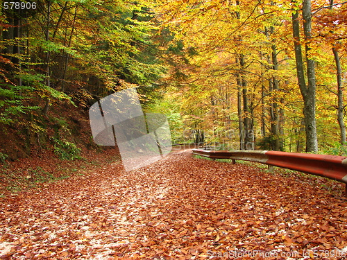 Image of colors of fall