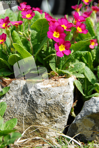 Image of Spring flowers