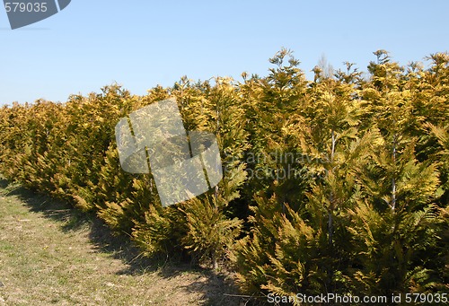 Image of Thuja rows