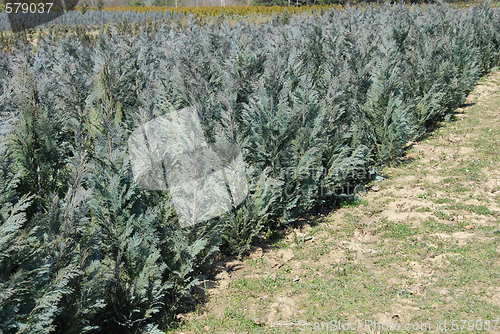 Image of Thuja rows