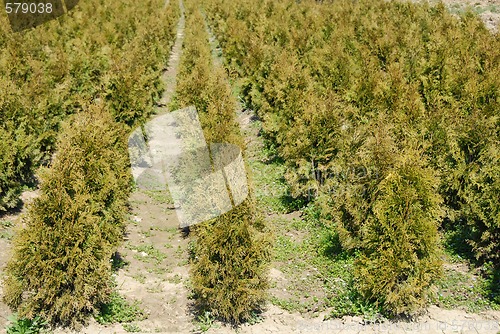 Image of Thuja rows