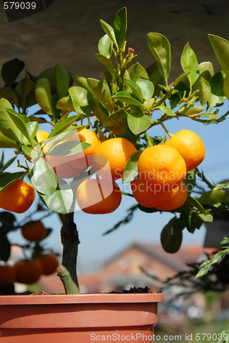 Image of Planting mandarins