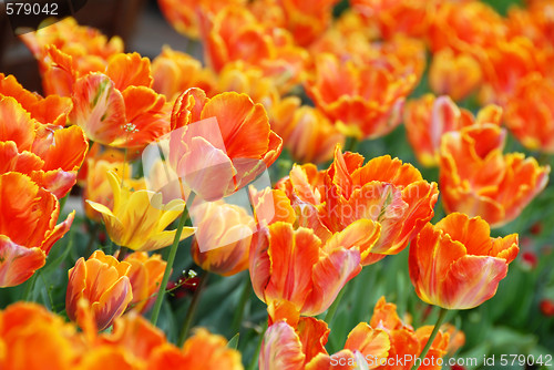 Image of Orange tulips background