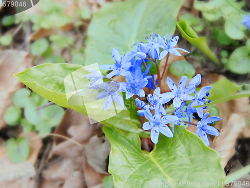 Image of First spring flowers