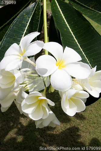 Image of White and yellow frangipani flowers.