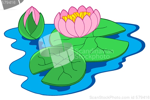 Image of Pink water lilies