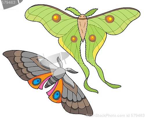 Image of Night butterfly collection