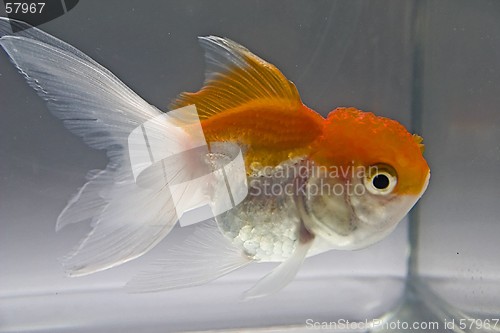 Image of Goldfish