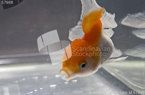 Image of Goldfish