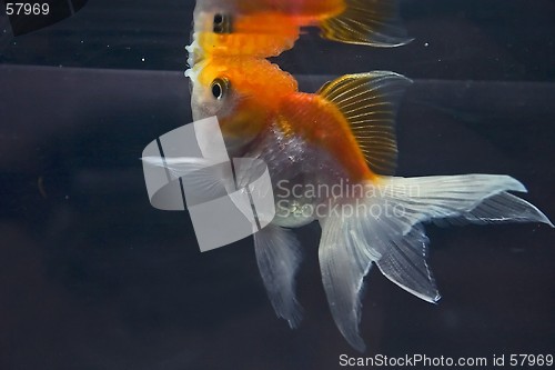 Image of Goldfish