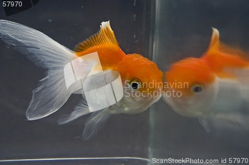 Image of Goldfish