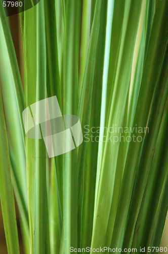 Image of Lemon grass