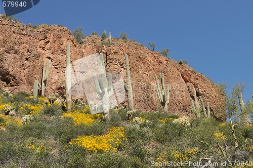 Image of Cactus