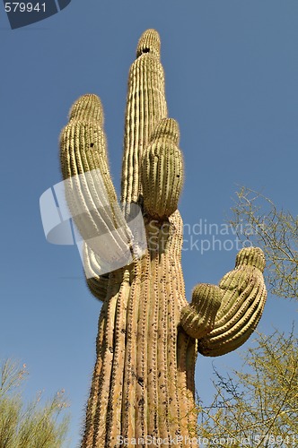 Image of Cactus