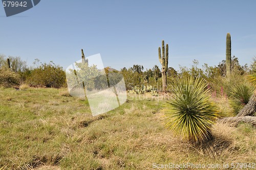 Image of Grasslands