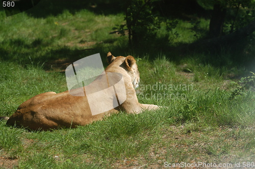 Image of Female Lion