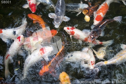 Image of Koi Carp