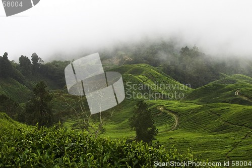 Image of Cameron Highlands Tea Plantation Fields