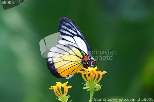 Image of Butterfly