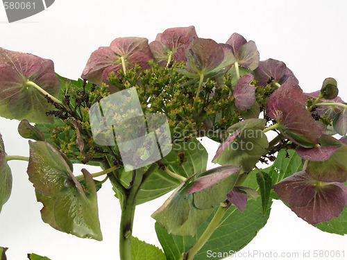 Image of Hydrangea Isolated