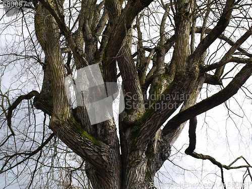 Image of Gnarled Old Tree