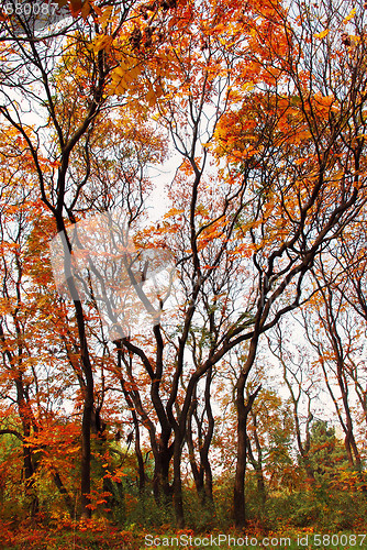 Image of Autumn landscape