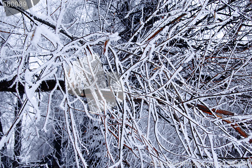 Image of Winter trees background