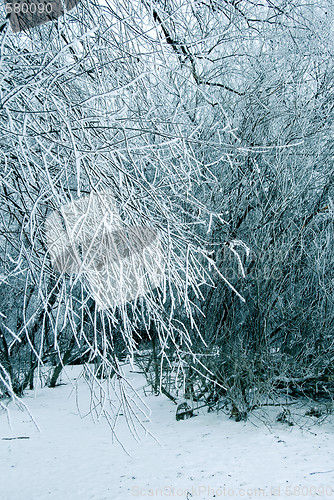 Image of Winter trees background