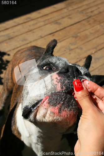 Image of Hand Feeding The Dog