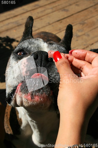 Image of Hand Feeding The Dog