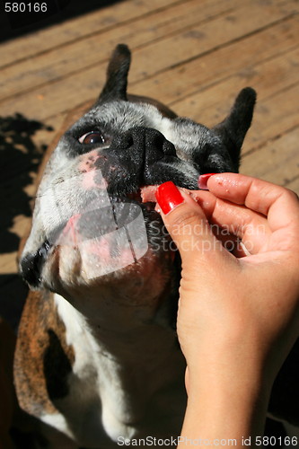 Image of Hand Feeding The Dog