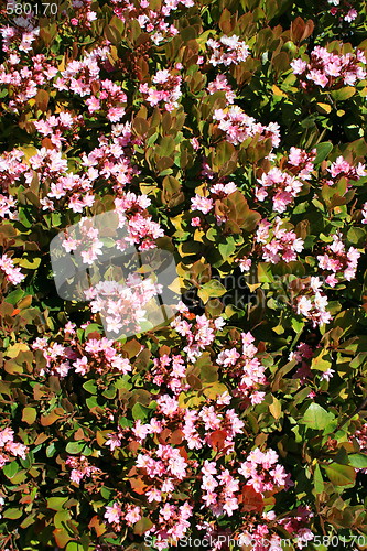 Image of Indian Hawthorn Flower